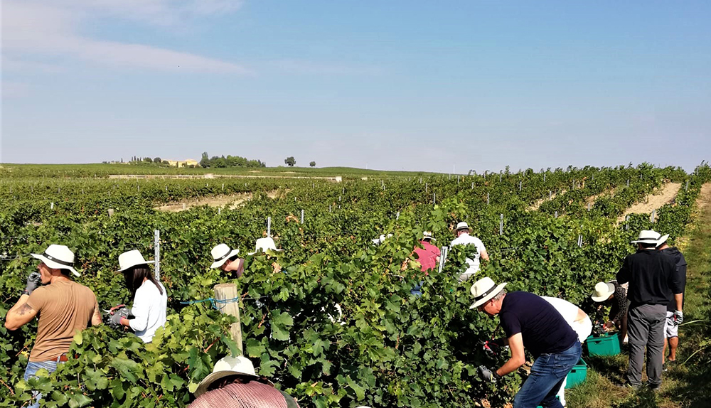 vendimia en el somontano
