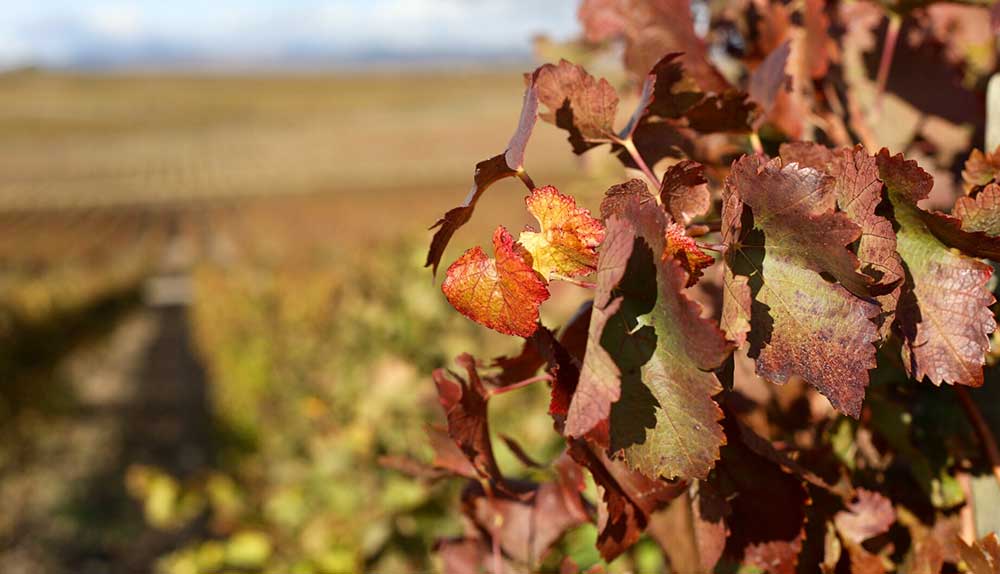 labores del viñedo en otoño